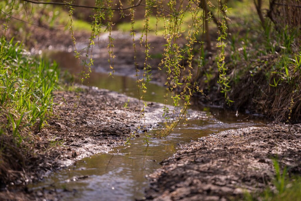 Beautiful shot of a creek with water flowing in it in a forest A beautiful shot of a creek with water flowing in it in a forest